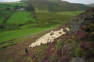 sheep on hillside